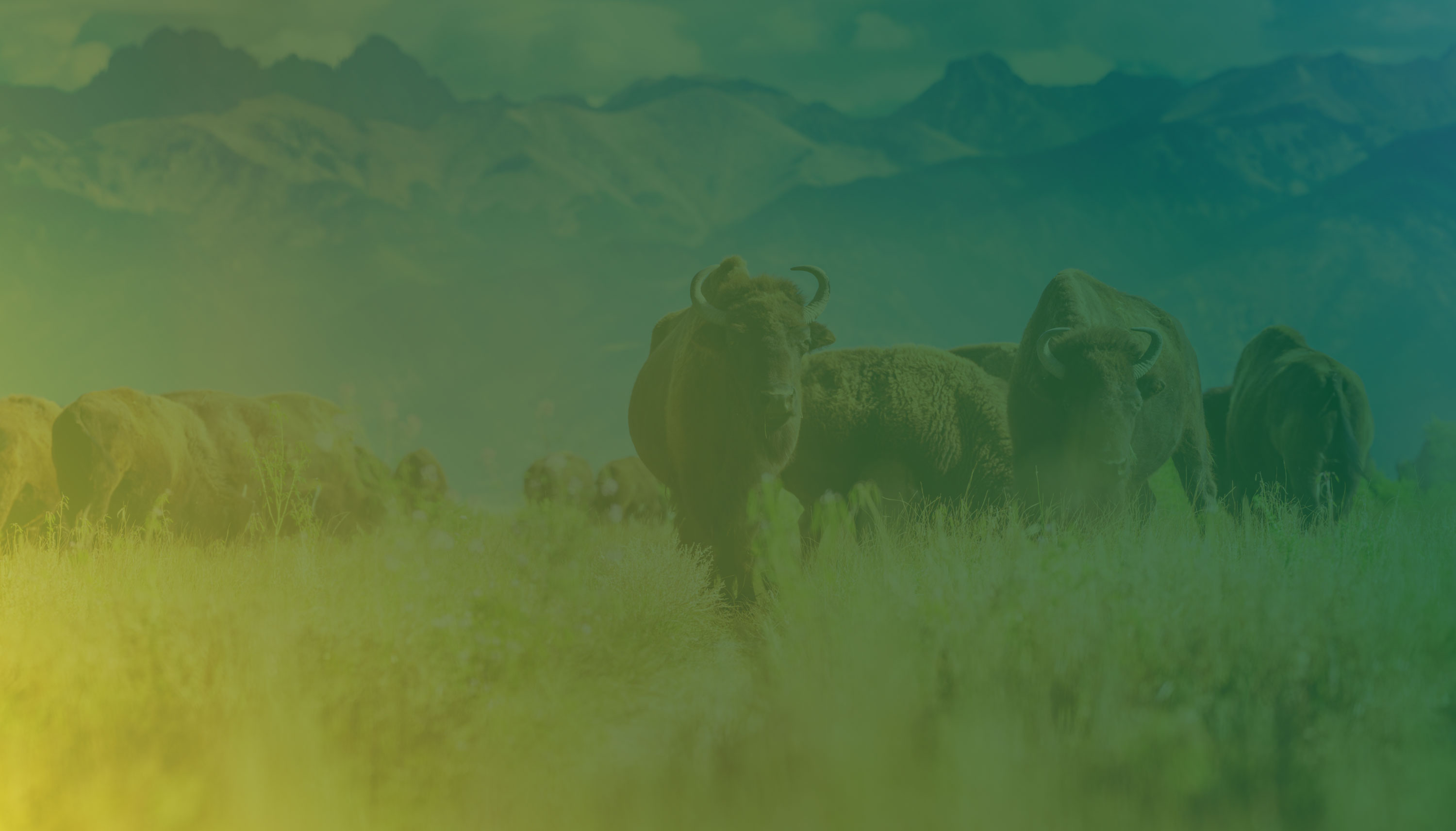 Colorado Photo Preserves