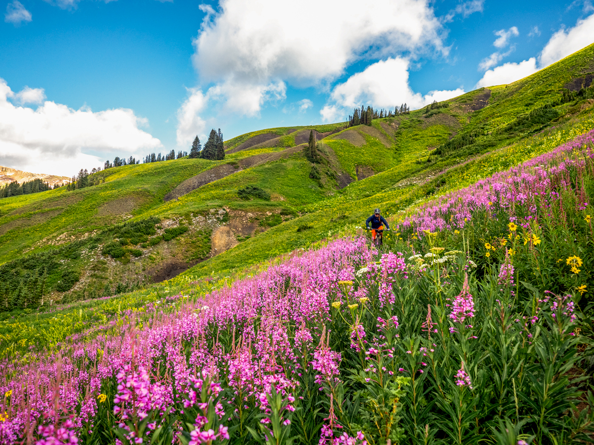 A mountain biker rides through purple and yellow wildflowers on the mountain side in Crested Butte Colorado