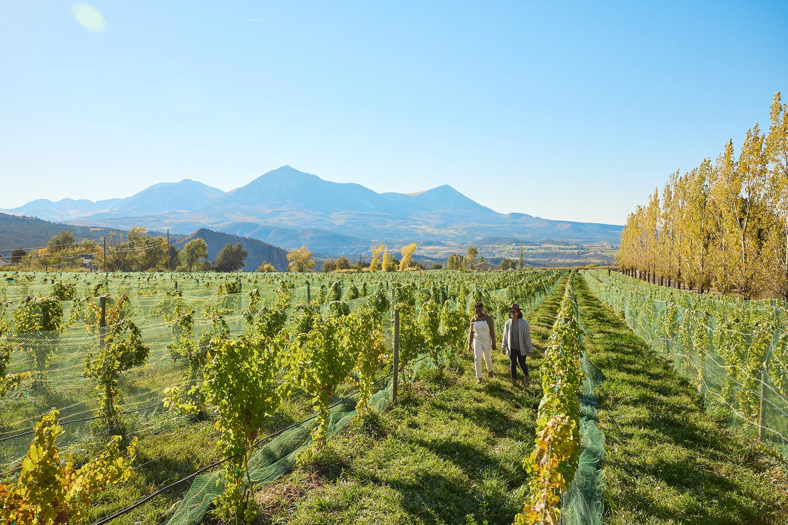 View of a mountain range from a vineyard with rows of green vines