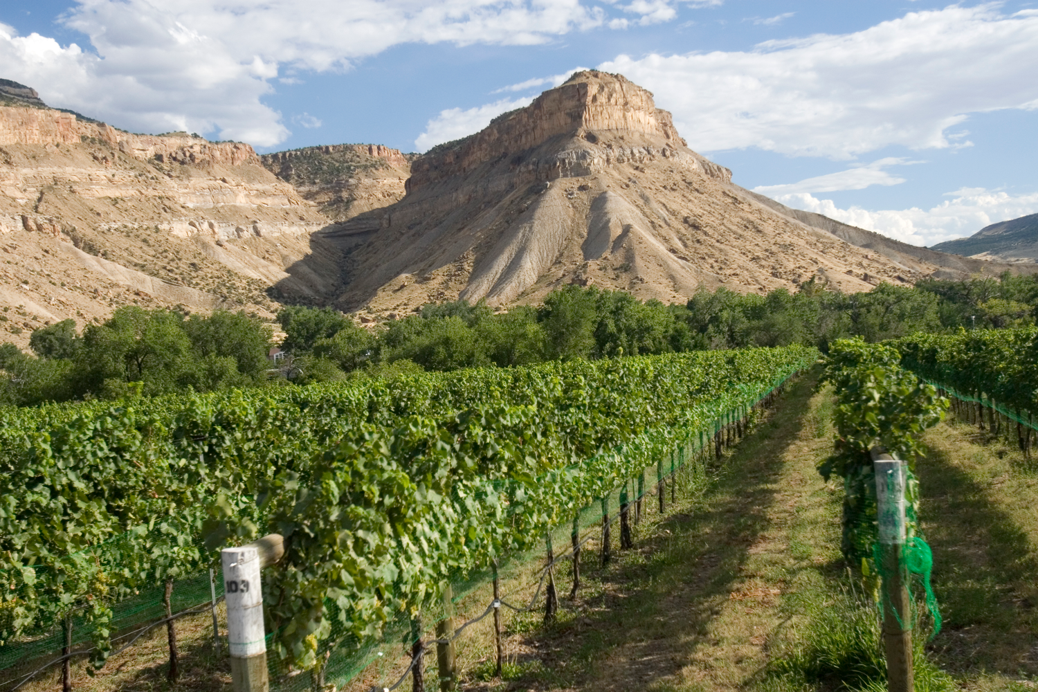 Grand Mesa Scenic Byway